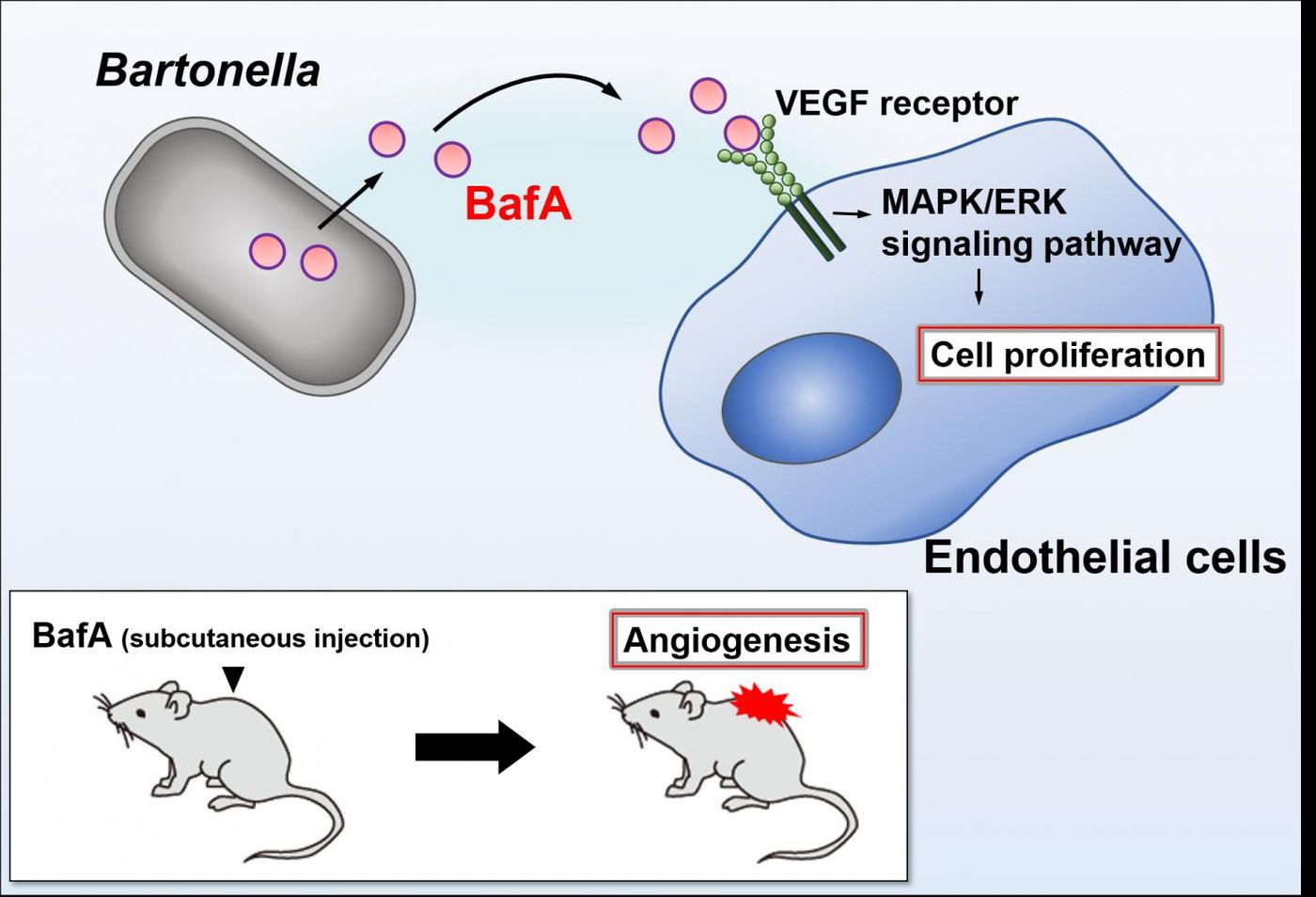 This study identifies the molecular mechanism by which Bartonella bacteria cause lesions to appear over a patient's body. / Credit: Kentaro Tsukamoto