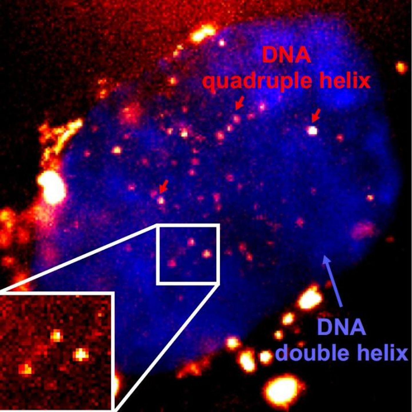 Microscopy image of fluorescent quadruple helix DNA / Credit: Di Antonio et al