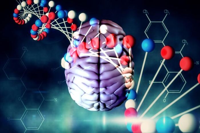 In a recent study of genes involved in brain functioning, their previously unknown features have been uncovered by bioinformaticians from the Moscow Institute of Physics and Technology and the Institute of Mathematical Problems of Biology, RAS. / Credit: MIPT Press Office
