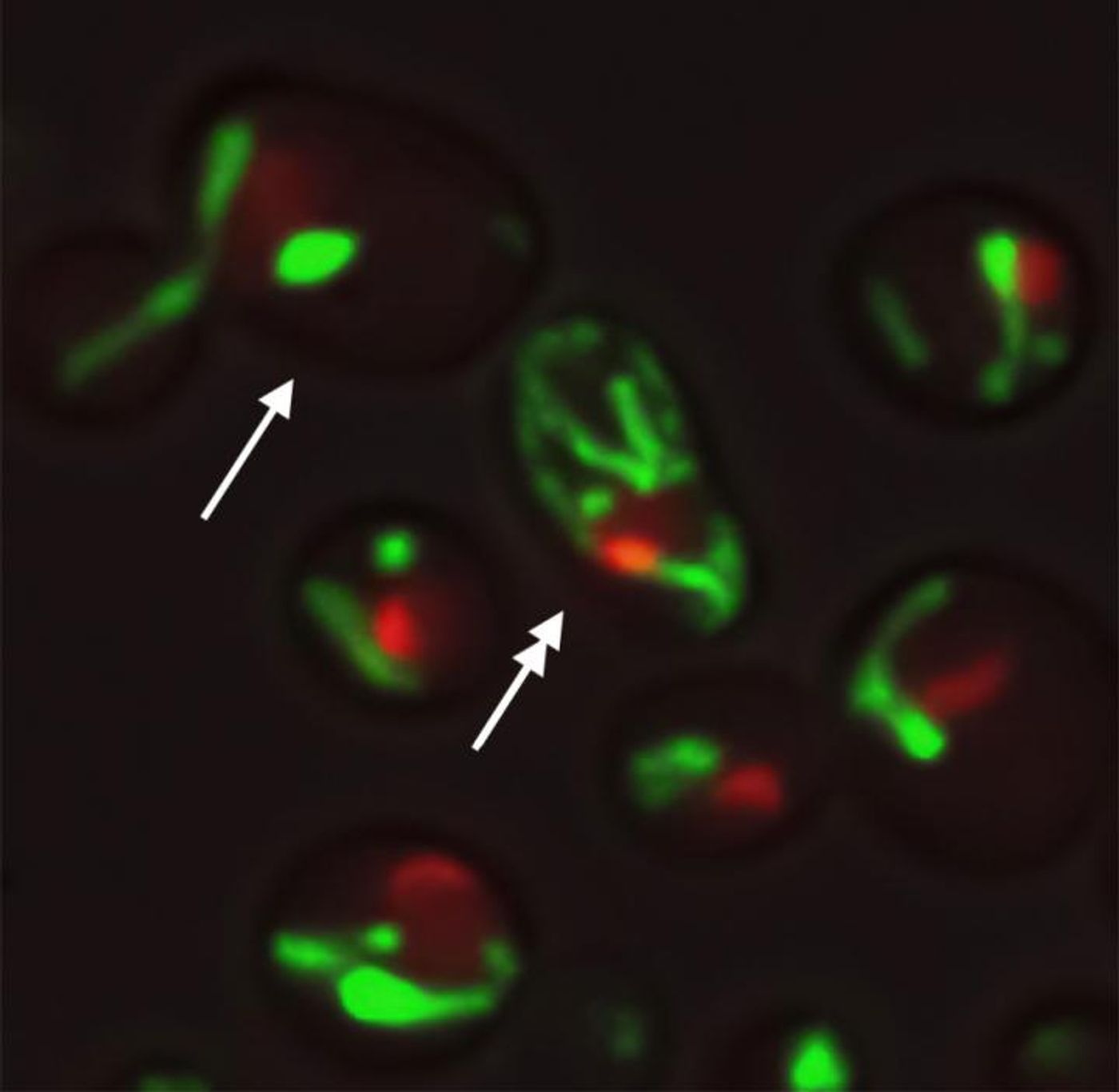 Yeast cells with the same DNA under the same environment show different structures of mitochondria (green) and nucleolus (red), which may underlie the causes of different aging paths. Single and double arrowheads point to two cells with distinct mitochondrial and nucleolar morphologies. / Credit: Hao Lab, UC San Diego
