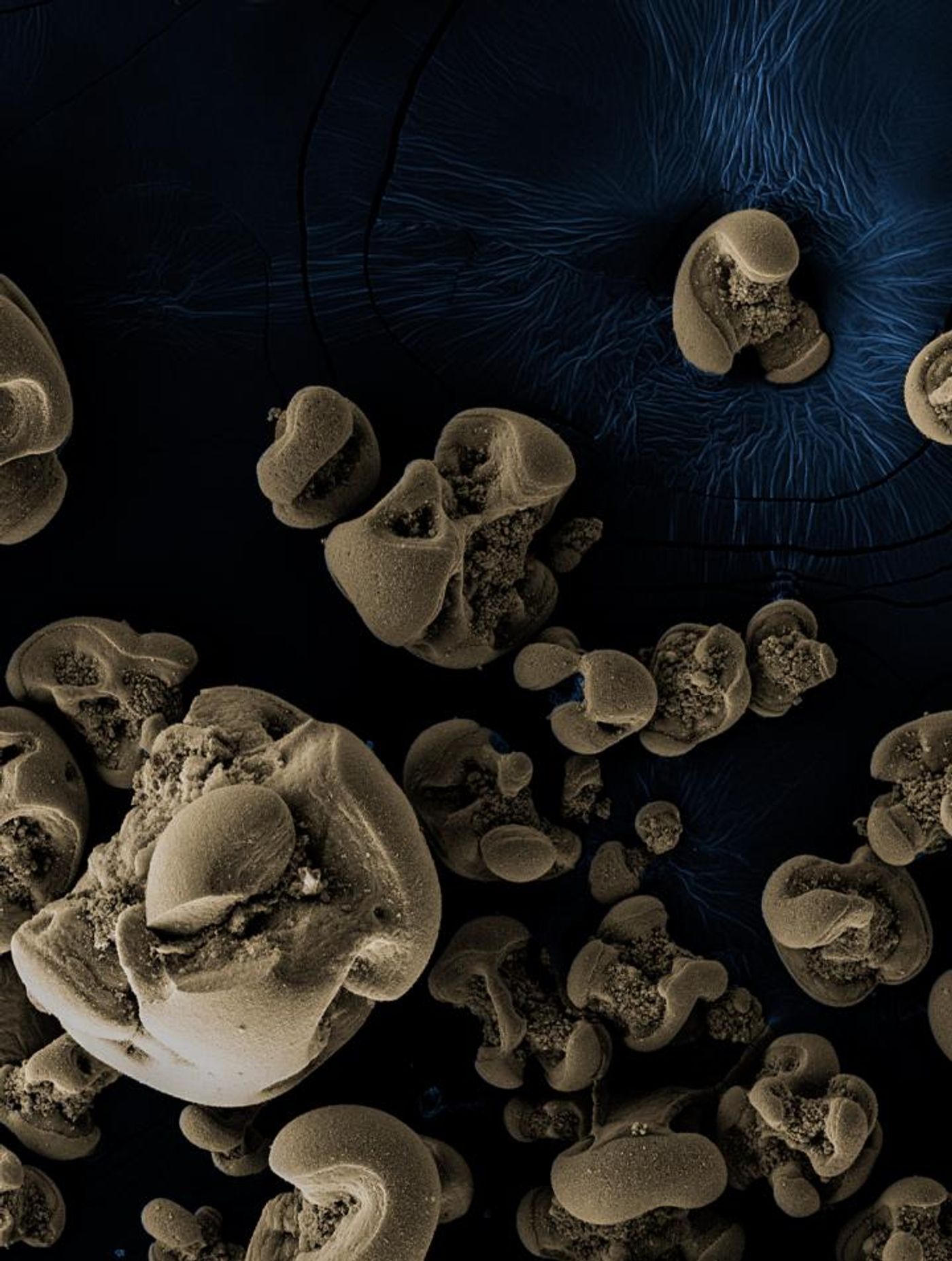 Manganese oxide nodules generated by the bacteria discovered by the Caltech team. The nodules are generally about 0.1 to 0.5 millimeters in diameter. Images are scanning electron micrographs with false colorization. / Credit: Hang Yu/Caltech