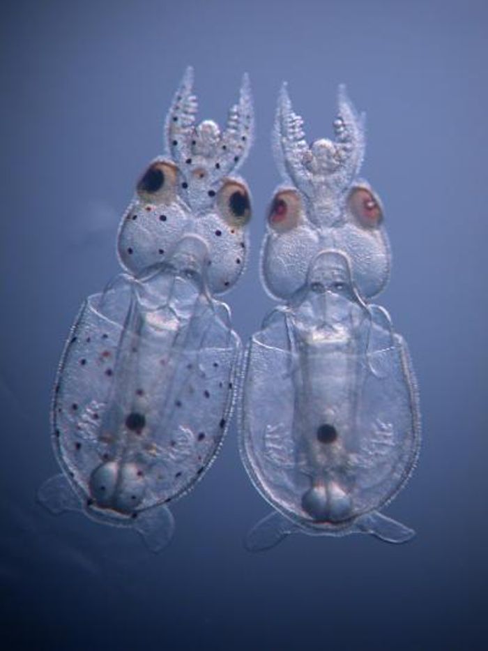 Longfin inshore squid (Doryteuthis pealeii) hatchlings. On the left is a control hatchling; note the black and reddish brown chromatophores evenly placed across its mantle, head and tentacles. In contrast, the embryo on the right was injected with CRISPR-Cas9 targeting a pigmentation gene (Tryptophan 2,3 Dioxygenase) before the first cell division ; it has very few pigmented chromatophores and light pink to red eyes. / Credit: Karen Crawford