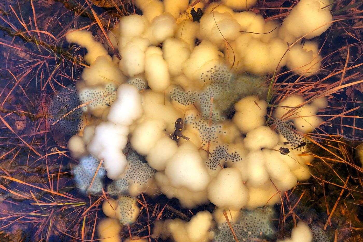 A spotted salamander is surrounded by eggs that contain a symbiotic alga during a spring egg-laying event. New research reports that the eggs compete with the algae to assimilate carbon from their surroundings - a finding that could inform similar processes in the dark ocean. / Credit: Ryan Kerney/Gettysburg College