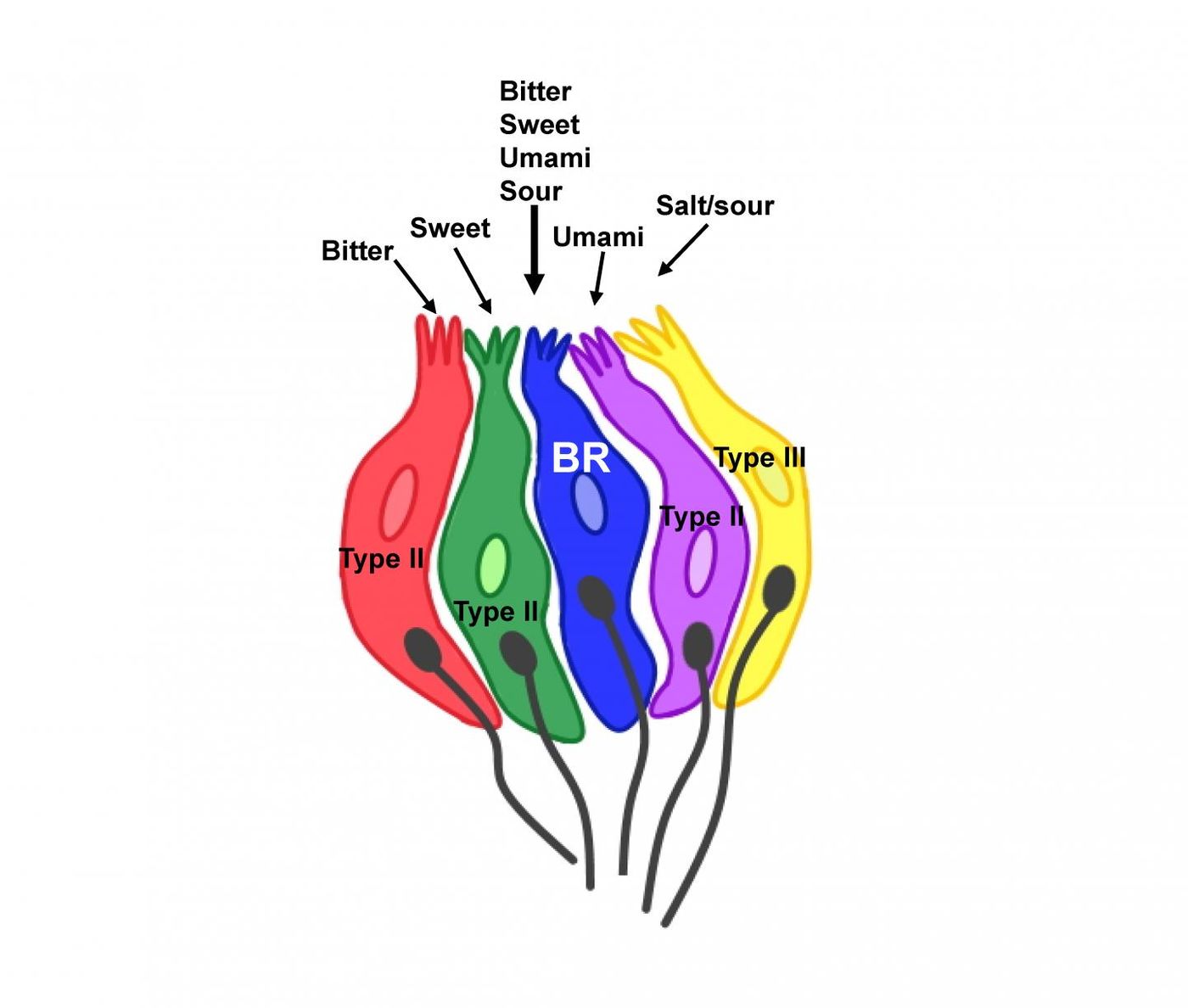 Most taste cells selectively respond to a specific stimulus type while broadly responsive cells respond to multiple taste qualities. / Credit: Jhanna Flora and Kathryn Medler