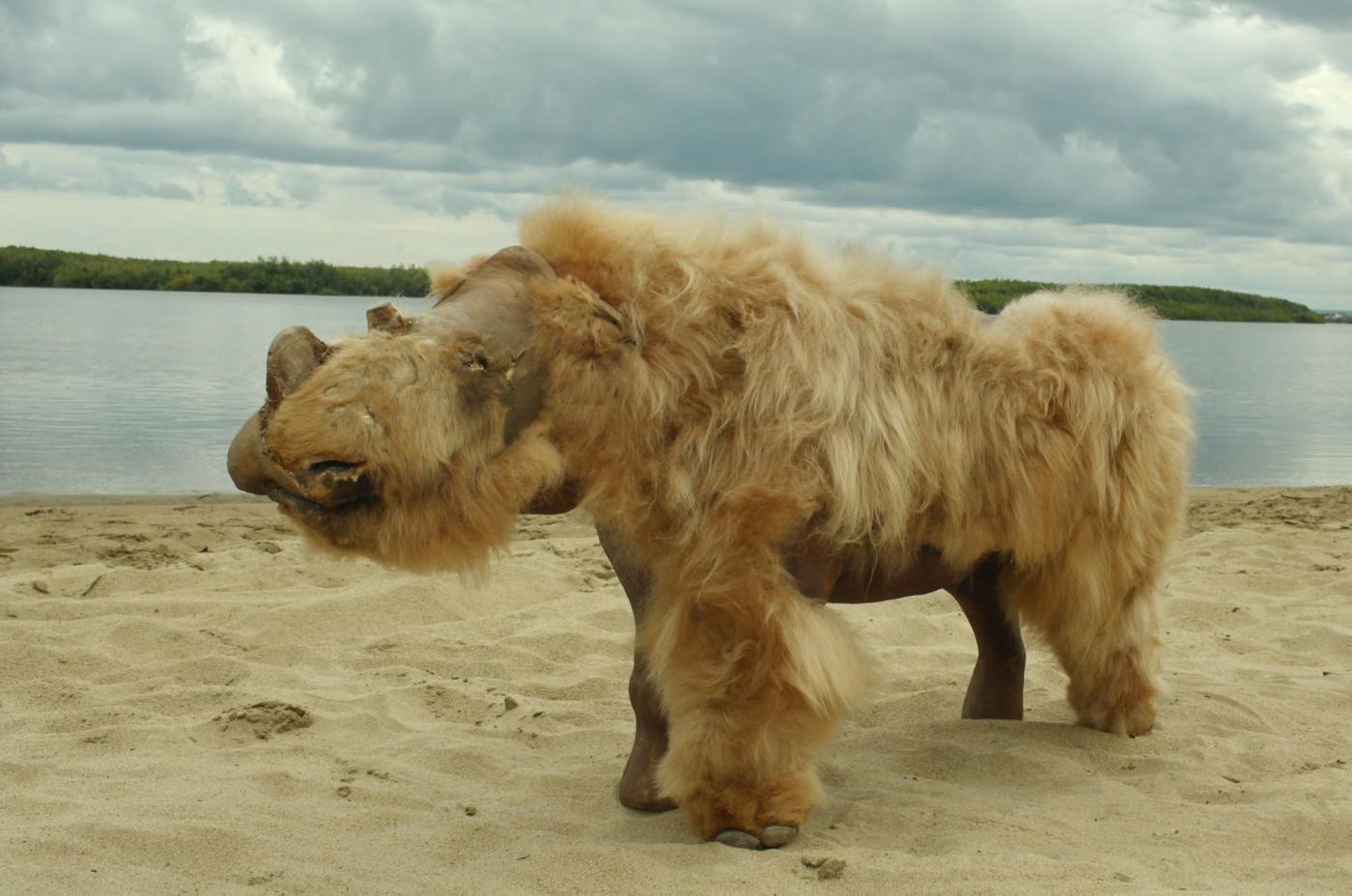 This image shows the preserved, reconstructed remains of a baby woolly rhinoceros named Sasha that was discovered in Siberia. / Credit: Albert Protopopov