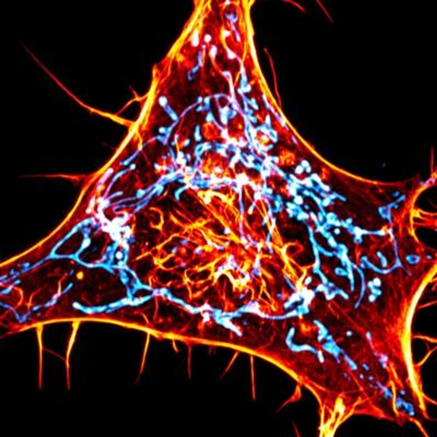 A cancer cell labeled for actin (red) and mitochondria (cyan). The scientists designed novel probes that specifically monitor interactions between actin and mitochondria. / Credit: Salk Institute/Waitt Advanced Biophotonics Center