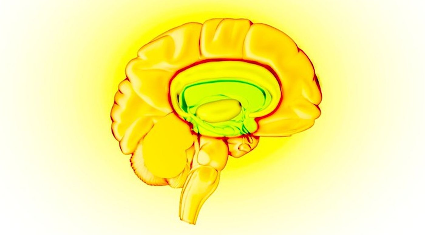 Brain - reward circuit highlighted. / Credit: Graphic by NIDA (Natl Institute on Drug Abuse)