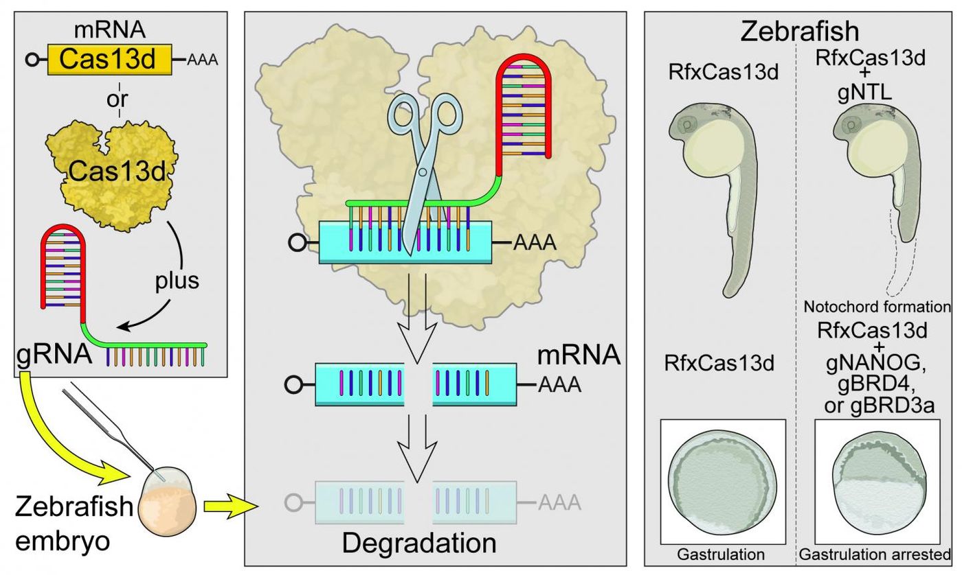  The method is outlied in the figure. / Credit: Bazzini Lab, Stowers Institute