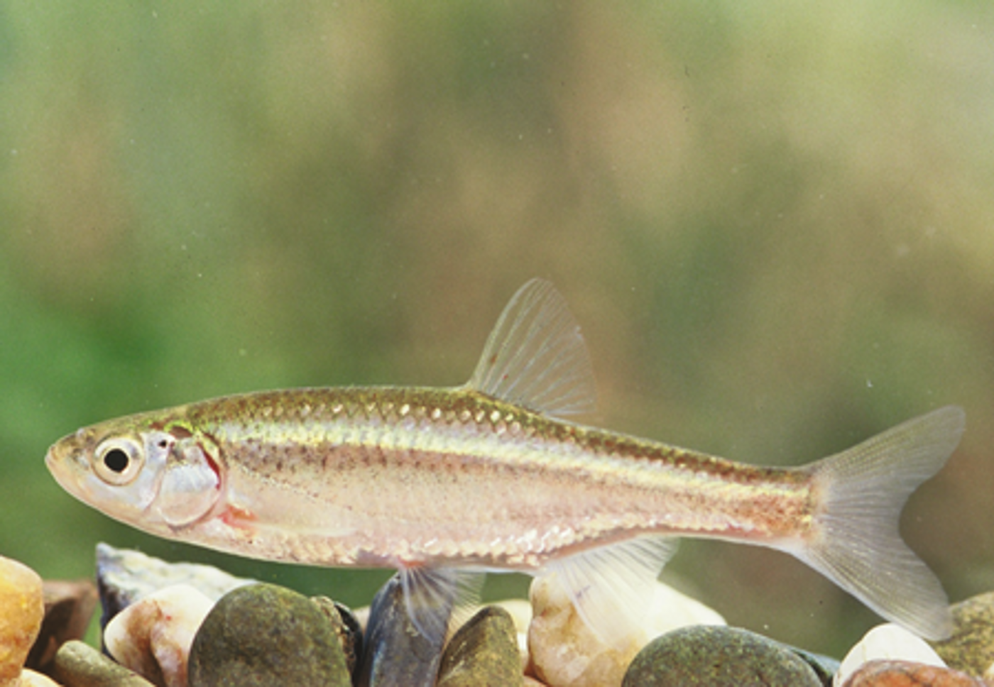 Meet the Squalius alburnoides, the first-known vertebrate to exhbit androgenesis.