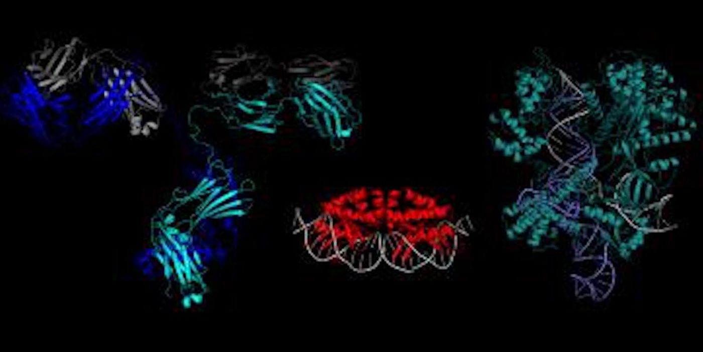 A computer-generated image of a meganuclease (center), an antibody (left) and CRISPR-Cas9 (right). Ladder-like structures (meganuclease and Cas9) are DNA in the genes they target. / Credit: Abigail Lambert / Stoddard Lab at Fred Hutch