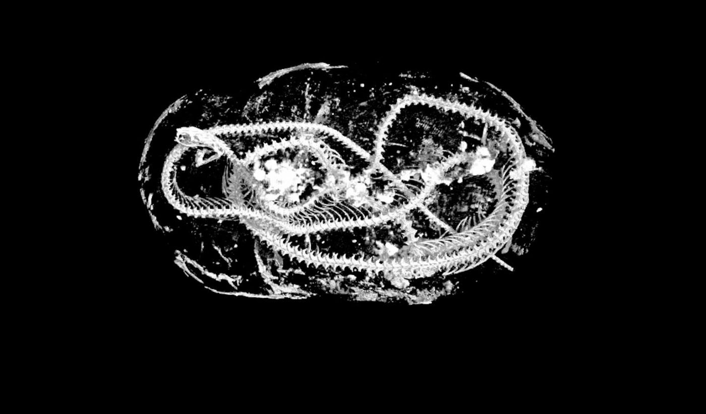 Inside the mummy - coiled remains of an Egyptian Cobra, undisturbed for thousands of years. / Credit: Swansea University