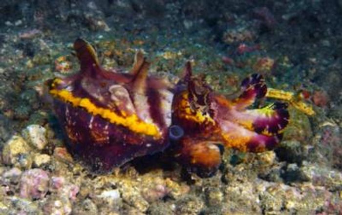 The flamboyant cuttlefish (Metasepia pfefferi) in full flamboyant display, which it only uses on occasion (for male courtship rituals; or when males are fighting over a female; or to flash briefly at a threatening object when it approaches too close, presumably to scare it away). / Credit: Roger Hanlon Laboratory, MBL