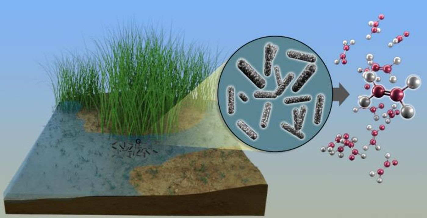 Microbes in waterlogged soils produce high levels of ethylene, which can adversely affect agricultural crops and bioenergy feedstocks like switchgrass. This work may improve their health. / Credit: Andy Sproles/ORNL, U.S. Dept. of Energy