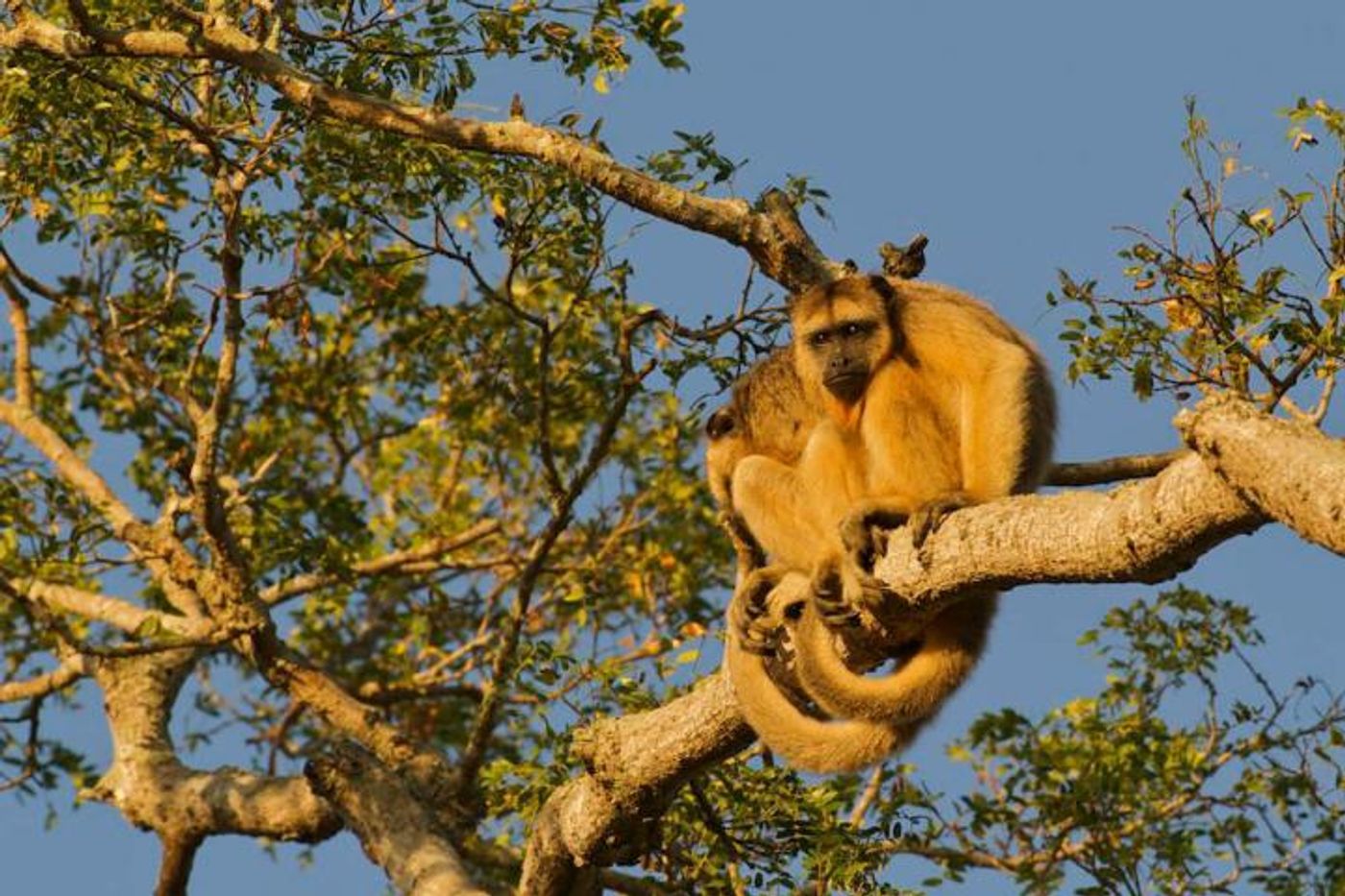 Two female black howler monkeys (Alouatta caraya) in Panatal, Bolivia, not the site of the study. / Credit: Arturo de Frias Marques via WikiCommons