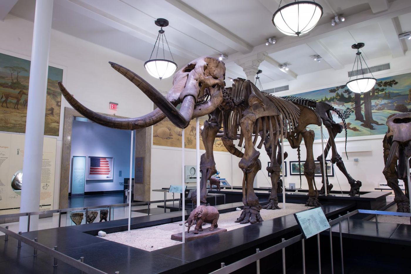 Mastodon fossil on display at the American Museum of Natural History. / Credit: American Museum of Natural History