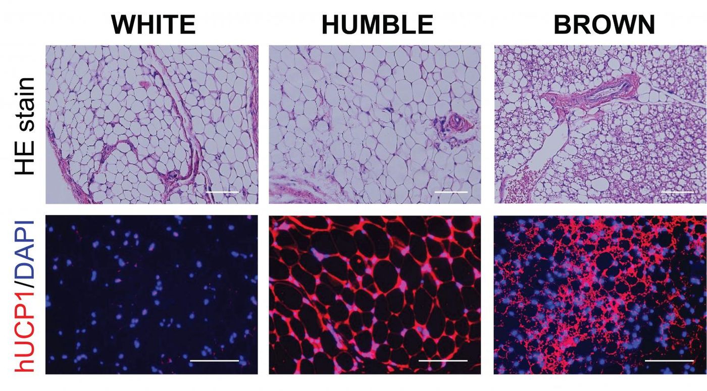 Fat tissue is shown in top panels, bottom panels show hUCP1 (red), only found in brown fat cells. HUMBLE fat cells are similar to white fat cells but express the brown fat-specific hUCP1 protein. / Credit: Joslin Diabetes Center