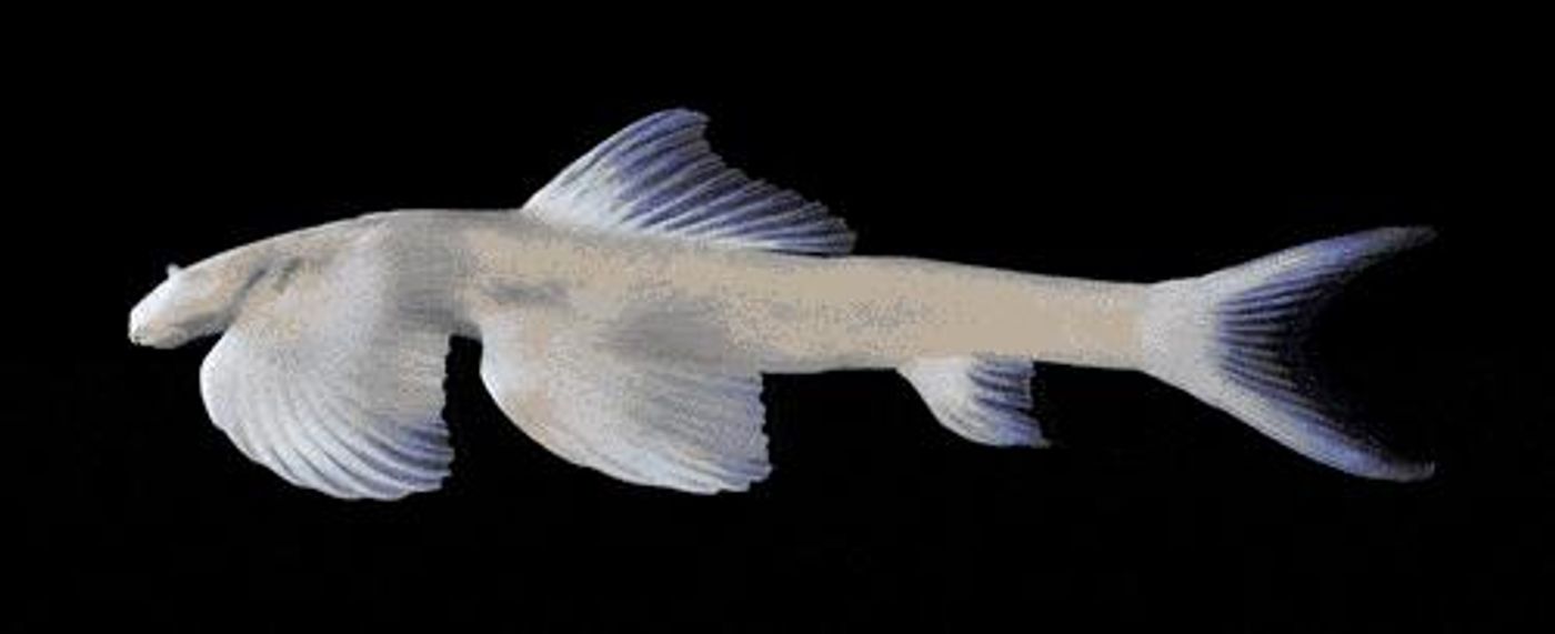 Thailand's cave angel fish, Cryptotora thamicola / Credit: Zachary Randall/Florida Museum