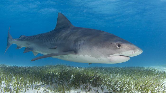 Tiger sharks are among the many kinds of sharks that help prevent carbon-cleaning seagrasses from being eaten.
