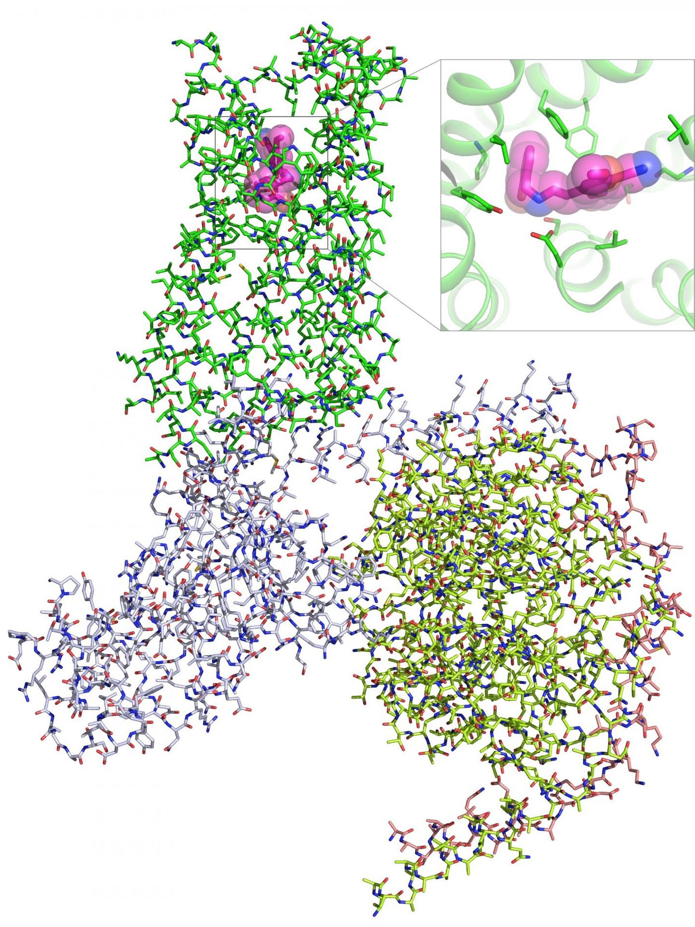 This illustration shows the chemical architecture of amino acids that make up the 5-HT2A serotonin receptor complex bound to a psychedelic compound (pink, top) Credit: Roth Lab (UNC School of Medicine)