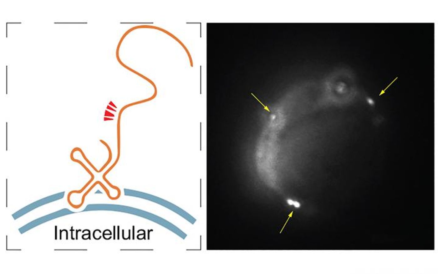(Left) A hypothetical model of the relative positions of FISH probes (red arrowheads) on a membrane-bound RNA fragment. (Right) A single molecule RNA fluorescence in situ hybridization image of maxRNAs (yellow arrows). / Credit: Zhong Lab