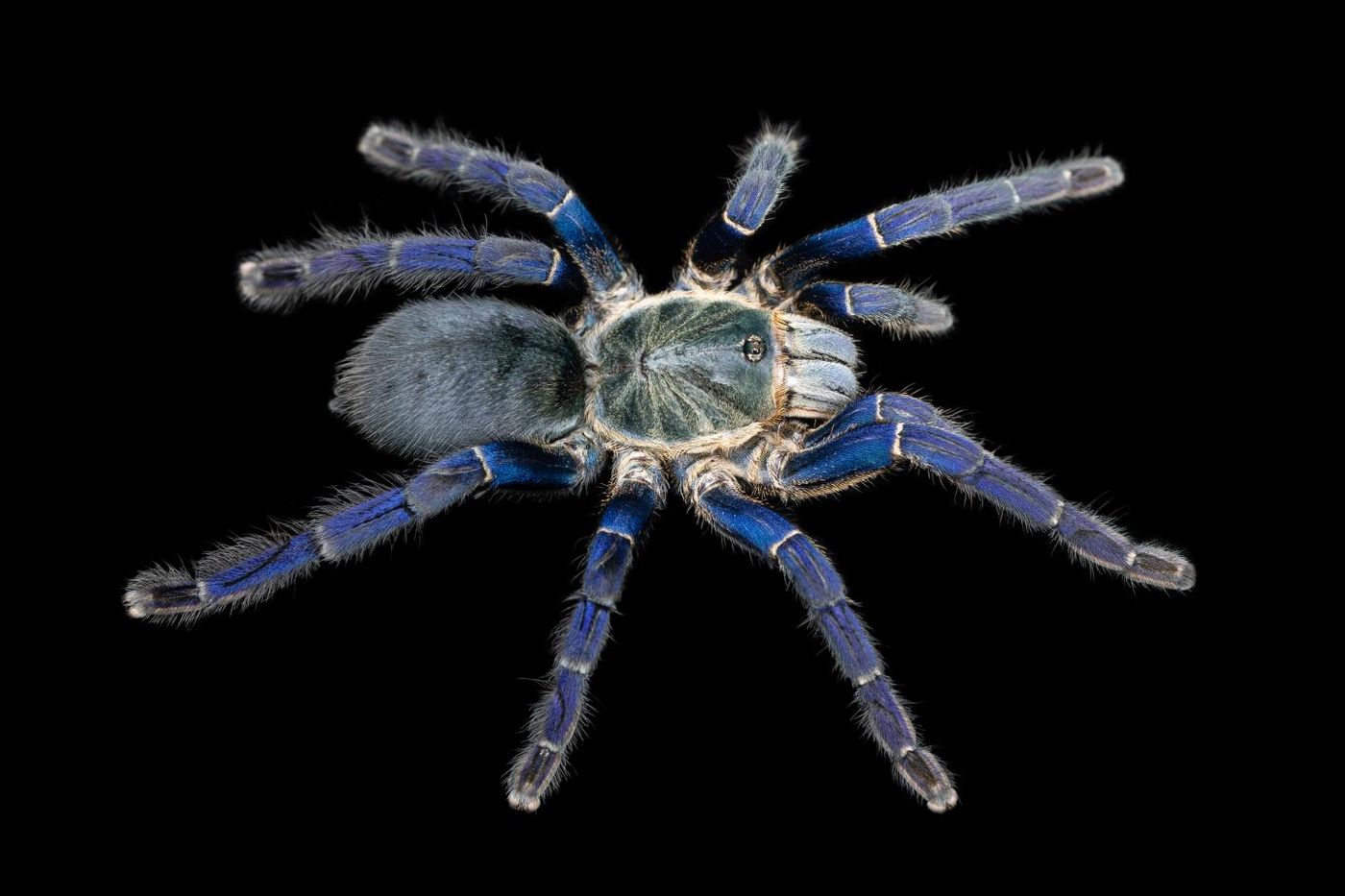 The image by Bastian Rast shows a Cobalt Blue Tarantula (Hapolpelma lividum), with brilliant cobalt blue hair-like setae on its legs.