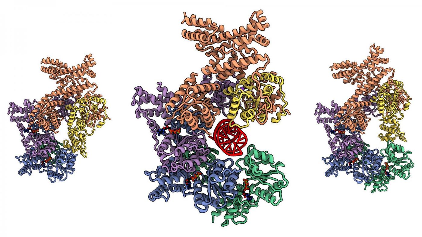 A human Origin of Replication Complex (ORC); the complex clamps down on DNA (the red helix in the central model). On the left, the model shows the complex covered and protecting the DNA binding cavity, and on the right the complex has no DNA and is open. / Credit: Joshua-Tor lab/CSHL, 2020