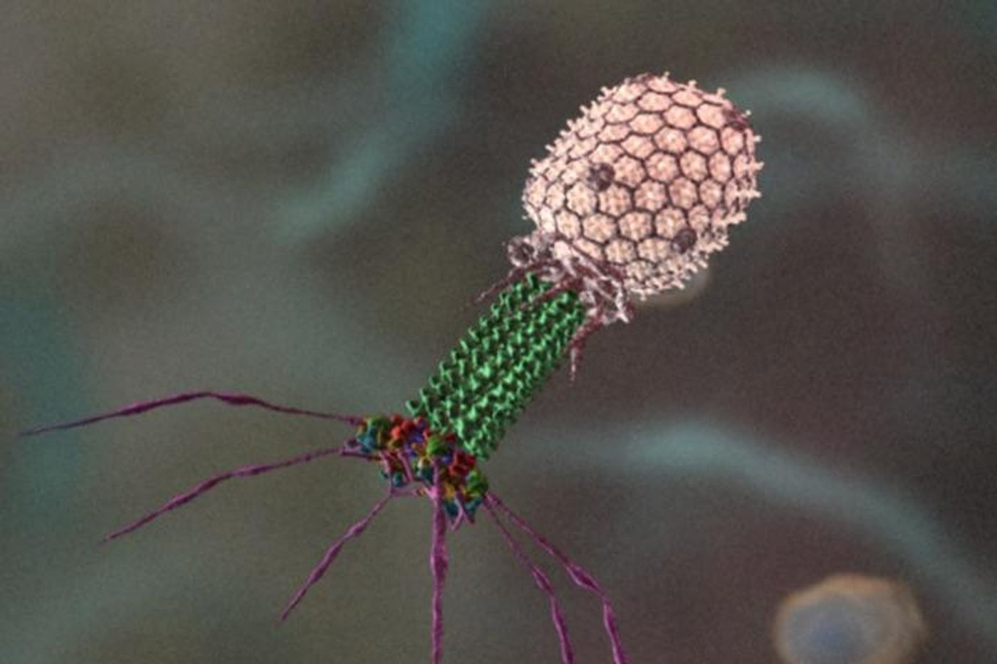 Reconstructed microscopy image of a bacteriophage, which is a virus that attacks bacteria. Credit: Purdue University and Seyet LLC