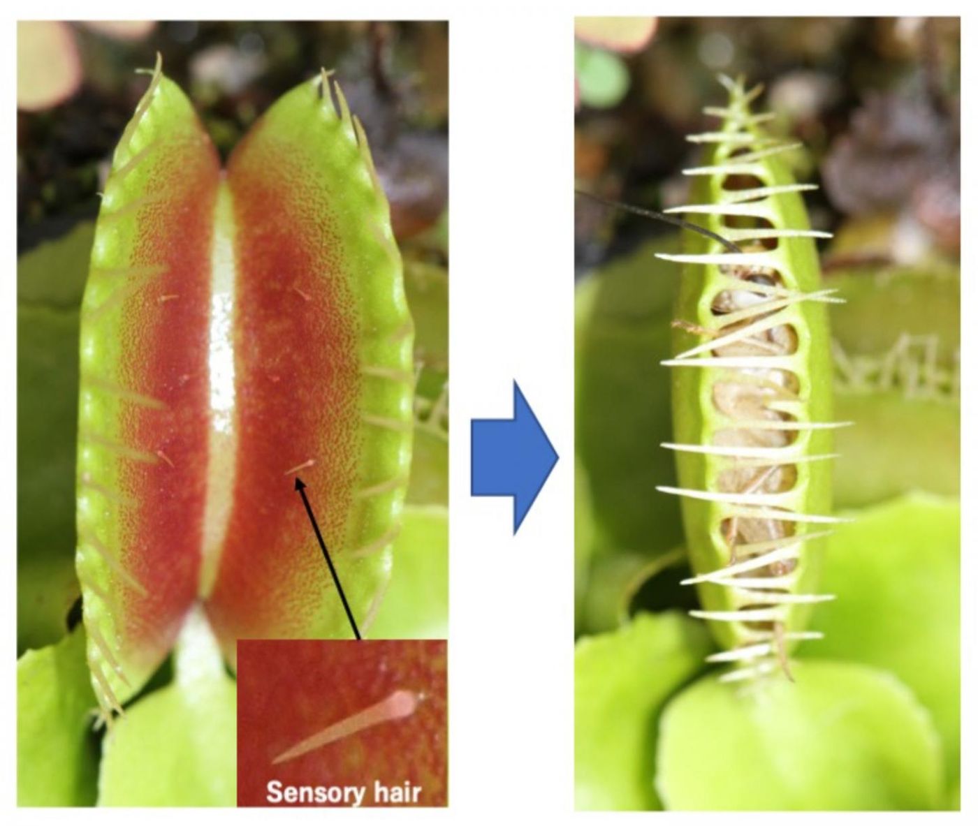 Sensory hairs of the Venus flytrap (Dionaea muscipula). / Credit: NIBB
