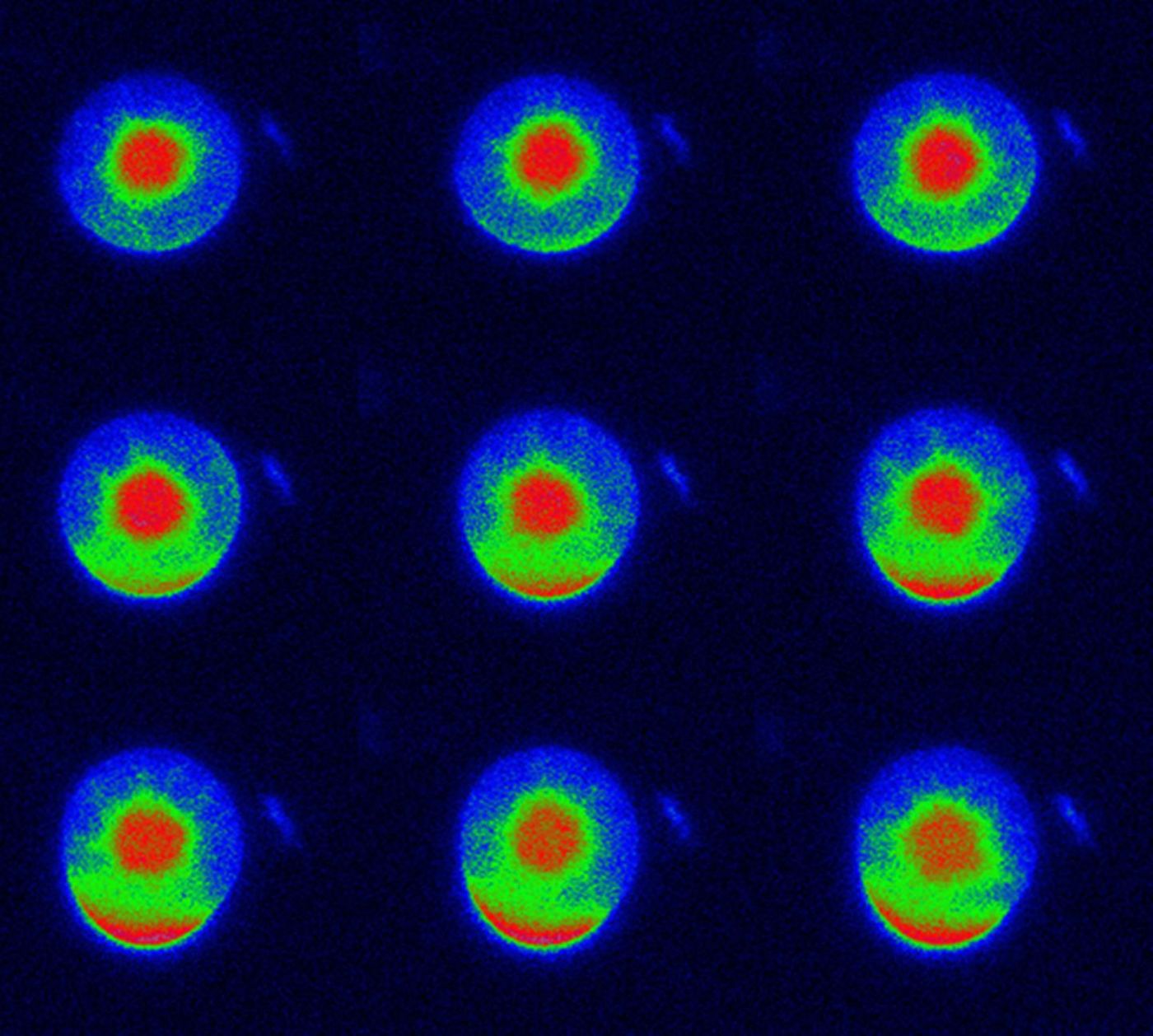 Fluorescence of BASL in plant cell. / Credit: John Innes Centre