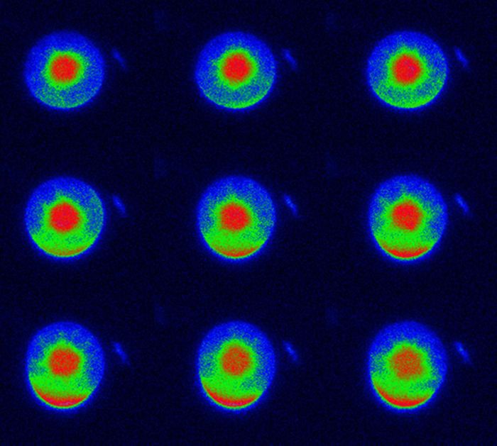 Fluorescence of BASL in plant cell. / Credit: John Innes Centre