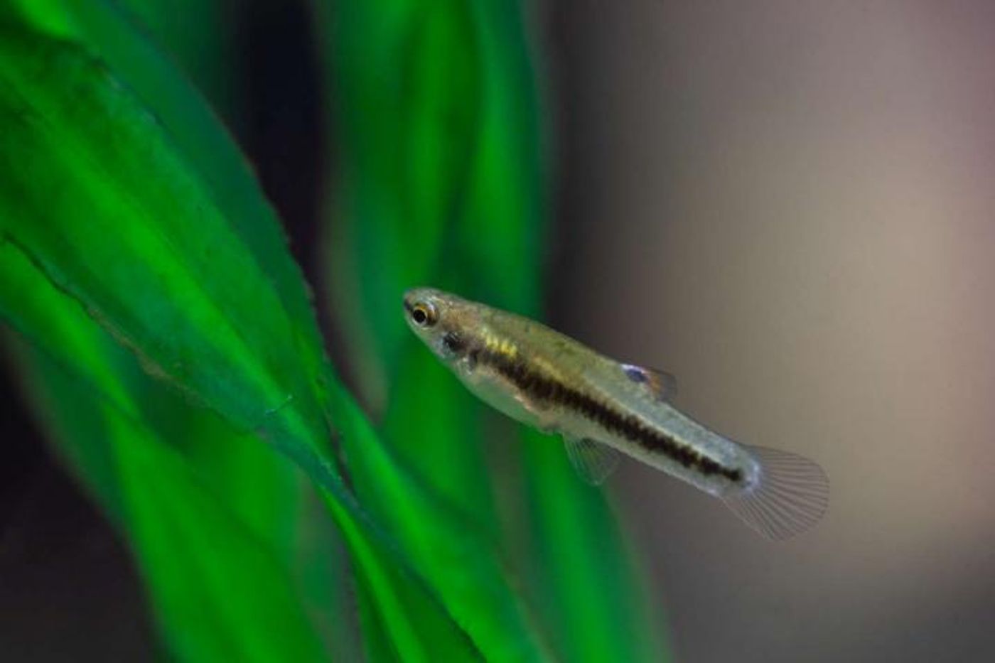 UC is using least killifish as a model organism to study the effects of hormones in drinking water. They are among the smallest vertebrates on Earth. / Credit: Andrew Higley/UC Creative