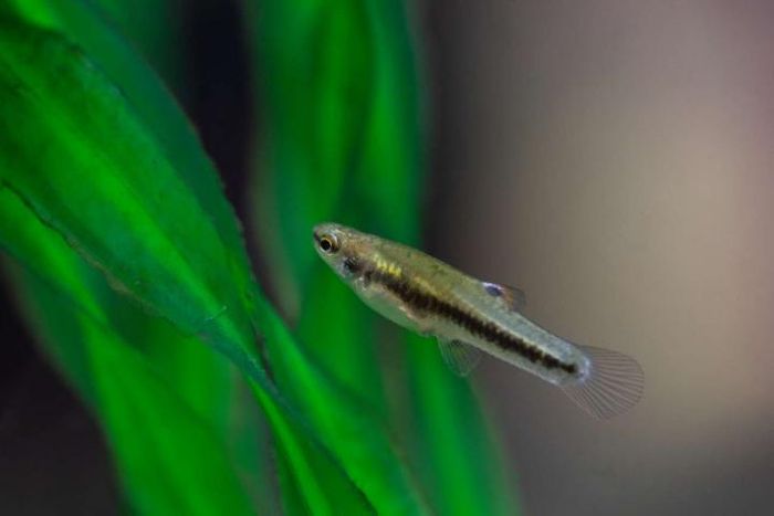 UC is using least killifish as a model organism to study the effects of hormones in drinking water. They are among the smallest vertebrates on Earth. / Credit: Andrew Higley/UC Creative
