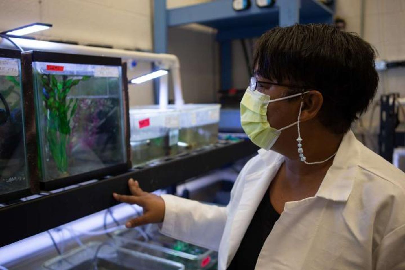 UC assistant professor Latonya Jackson is using least killifish as a model organism to study the effects of hormones in drinking water. / Credit: Andrew Higley/UC Creative