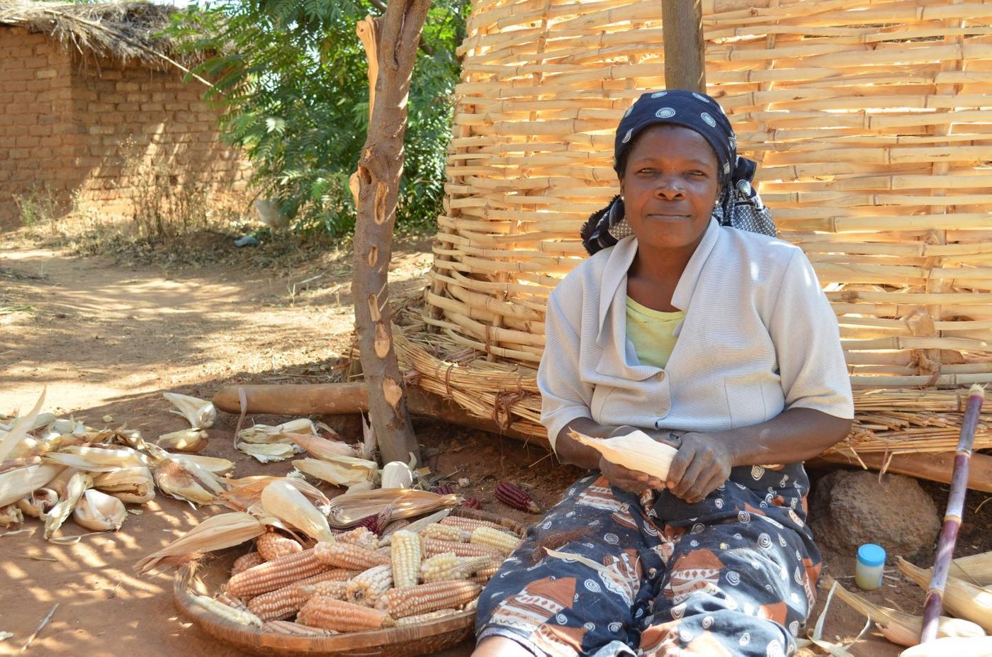 Maize (corn on the cob) is the most important staple food in large parts of Africa. Maize preparation in rural Malawi. / Credit: S Koppmair