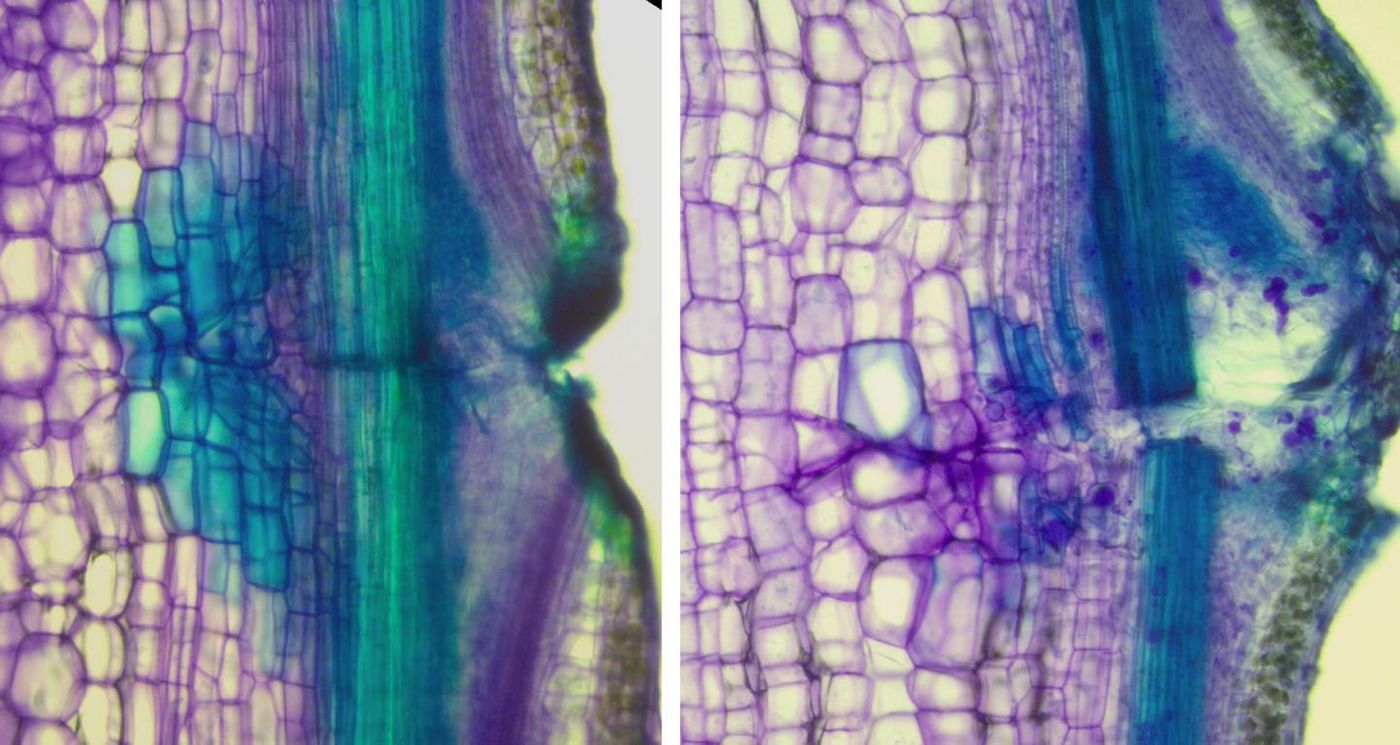 The left picture shows how a plant usually regenerates a wound. The right side depicts the regeneration without the CAMEL/CANAR receptor complex. The injury cannot regenerate properly. / Credit: Jakub Hajný / IST Austria