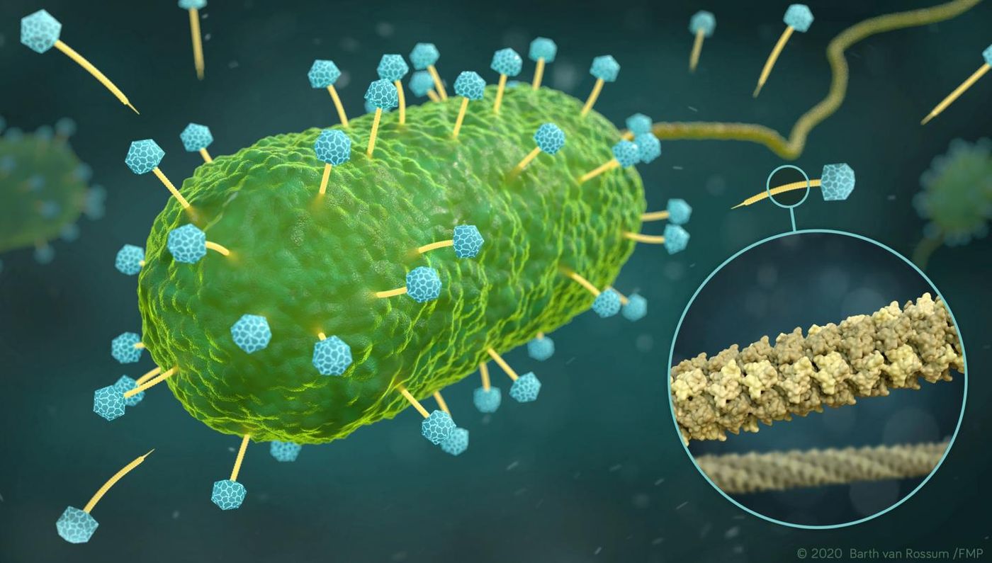 Artistic representation of phages of the family Siphoviridae (yellow and blue) that infect a bacterial cell (green). The excerpt (circle) shows the atomic structure of the DNA tube (yellow), through which the phages inject their DNA into the bacterium. Credit  Visualization: Barth van Rossum, FMP