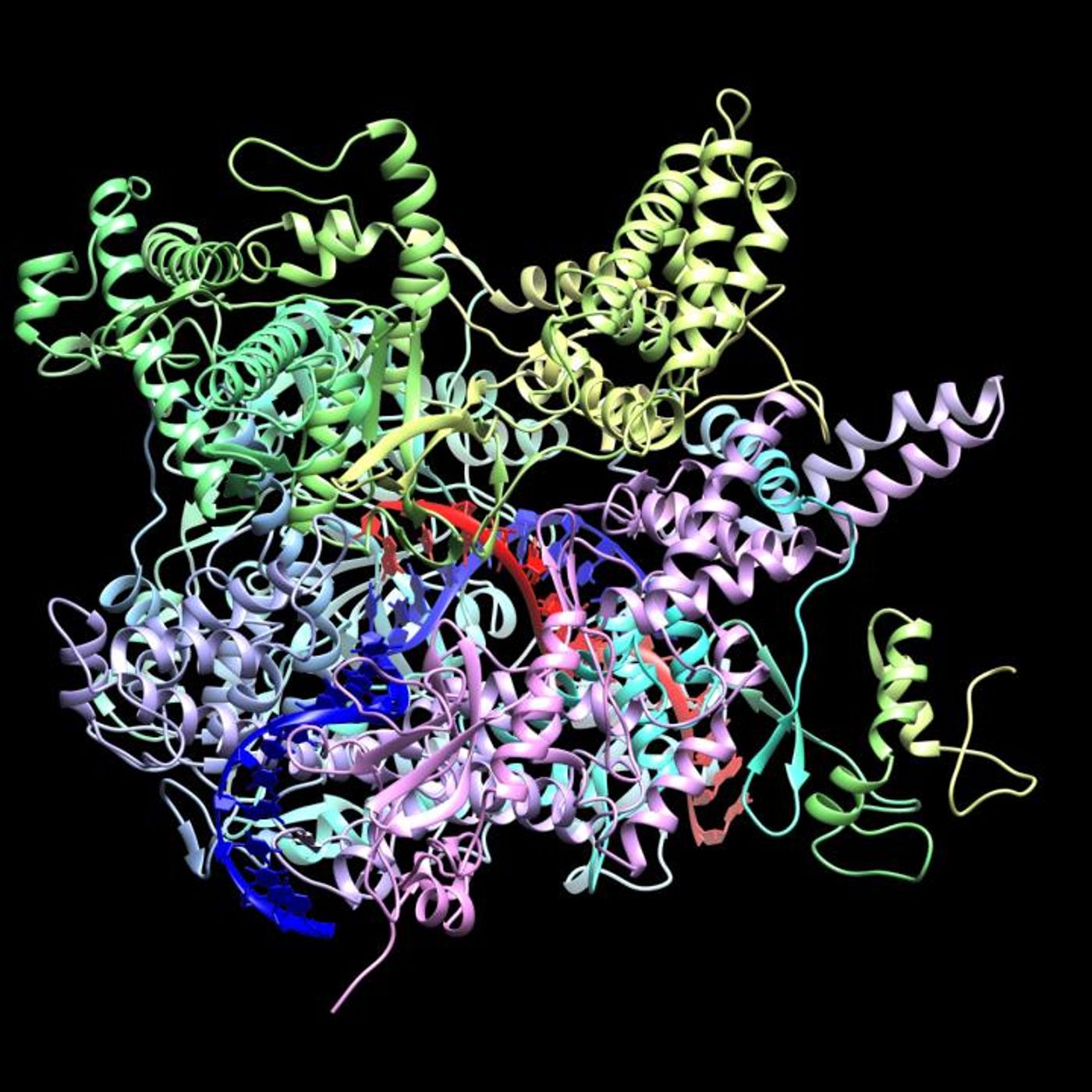 A crAssphage RNA polymerase (enzyme) with bound DNA (the blue ribbon). / Credit: Maria Sokolova/Skoltech