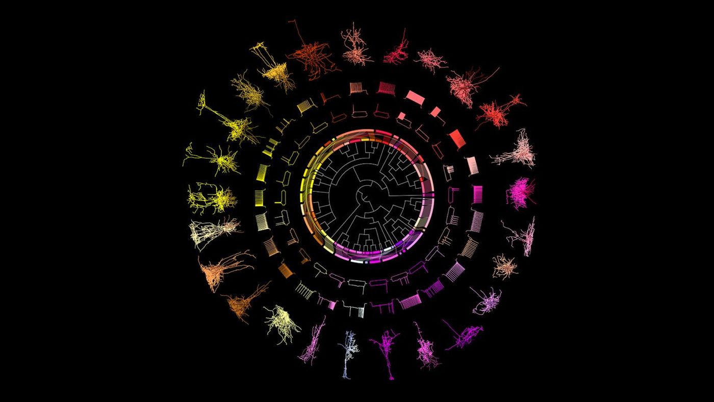 This dendrogram shows 25 congruent cell types from a part of the mouse brain that processes visual information. Scientists measured the electrical, morphological and transcriptomic properties of more than 500 cells in their quest to build a "periodic table" of brain cell types / Credit: Allen Institute