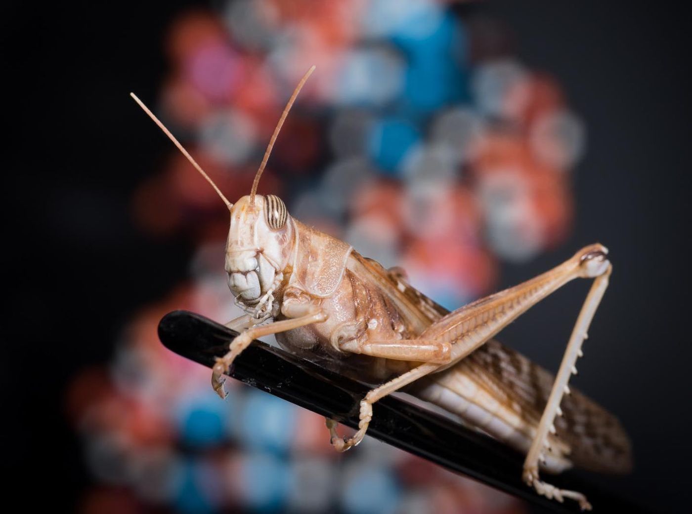 In between swarm outbreaks, desert locusts lead solitary lives that behave much like a harmless grasshopper. / Credit: University of Leicester