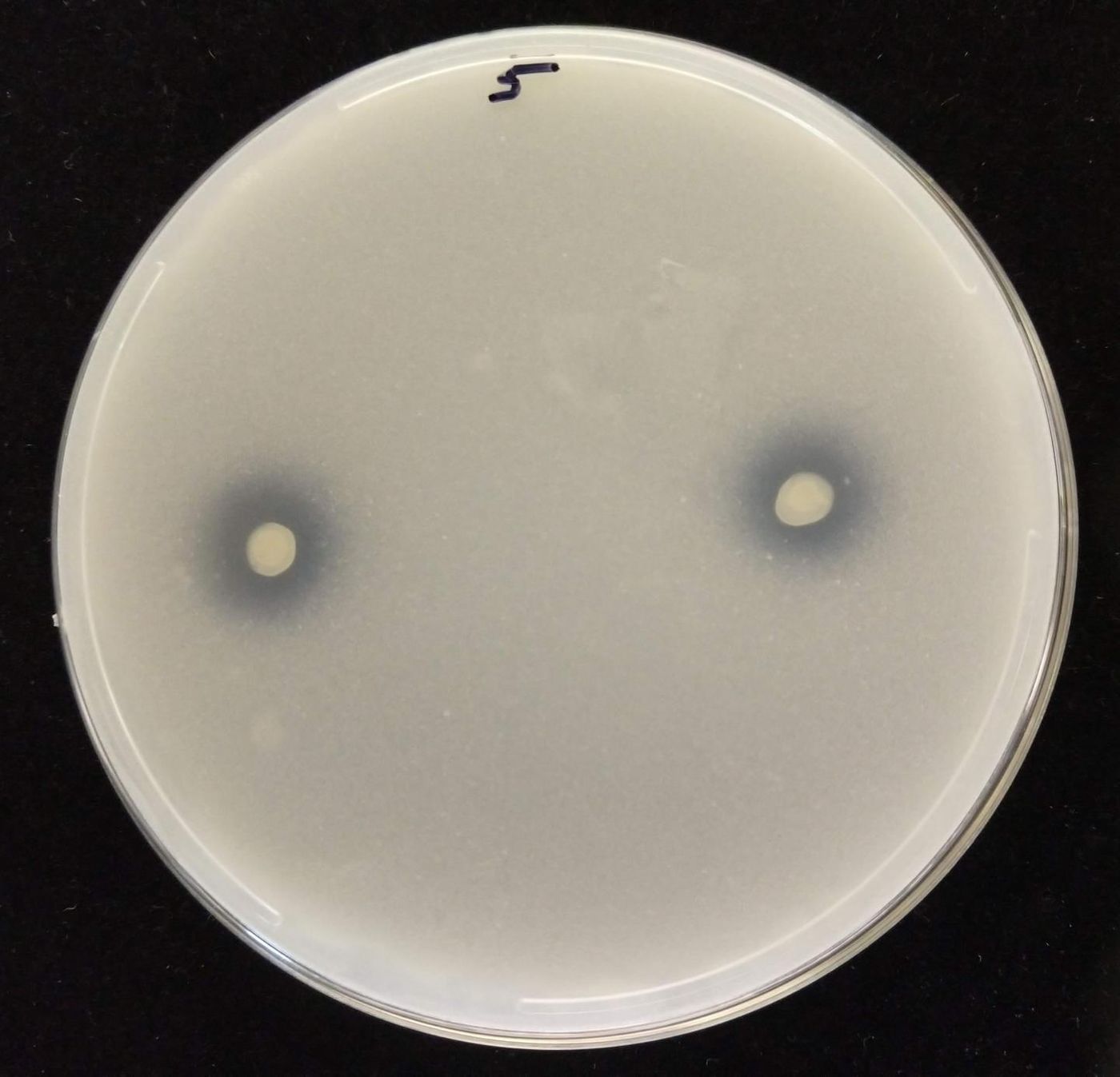 As an endophytic strain dissolves tricalcium phosphate, a clear halo is produced around the milky-white phosphate circles, as seen in this image of the process occurring in an agar medium. Credit  Sharon Doty/University of Washington