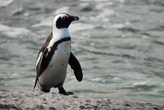 The African black-footed penguin is close to making the endangered species list, and now one that was used to pampering from humans will have to fight for its life in the wild.