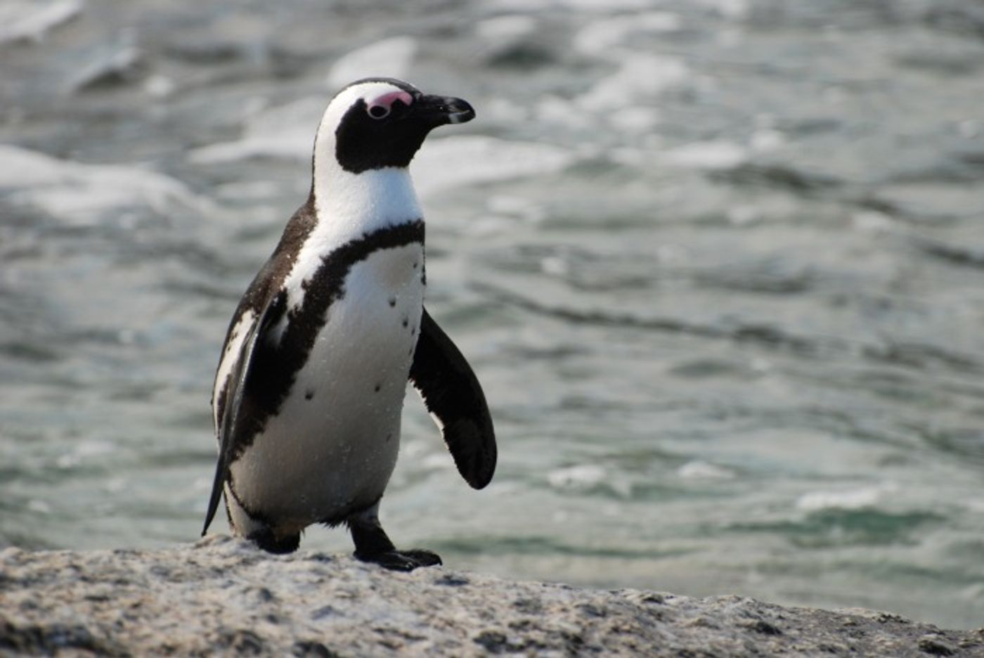 The African black-footed penguin is close to making the endangered species list, and now one that was used to pampering from humans will have to fight for its life in the wild.