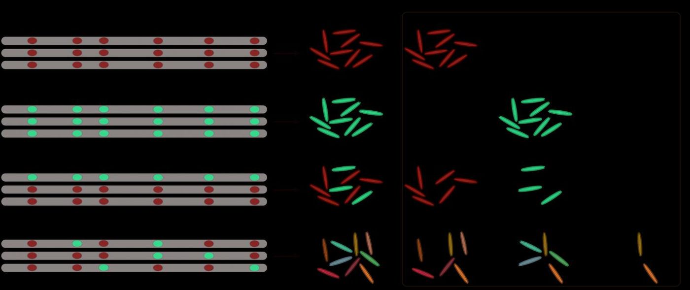 DNA methylation in the epigenetic domain holds the key to why the TB bacterium develops fairly rapid antibiotic resistance. / Credit: SDSU