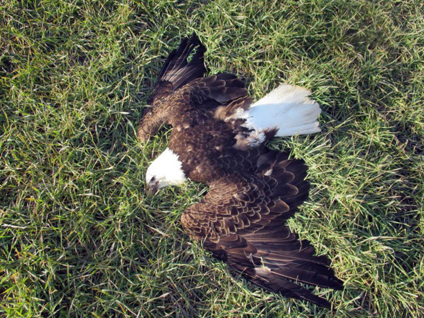 13 American Bald Eagles have been found dead in Maryland. Investigations are still pending results.