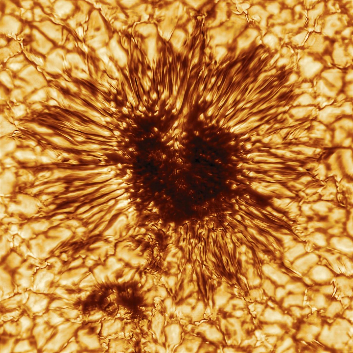 This is the first sunspot image taken on Jan. 28, 2020, by the NSF's Inouye Solar Telescope's Wave Front Correction context viewer. The image reveals striking details of the sunspot's structure as seen at the sun's surface. The sunspot is sculpted by a convergence of intense magnetic fields and hot gas boiling up from below. This image uses a warm palette of red and orange, but the context viewer took this sunspot image at the wavelength of 530 nanometers -- in the greenish-yellow part of the visible spectrum. This is not the same naked eye sunspot group visible on the sun in late November and early December 2020. Credit  NSO/AURA/NSF Usage Restrictions  This product is licensed under Creative Commons Attribution 4.0 International (CC BY 4.0).