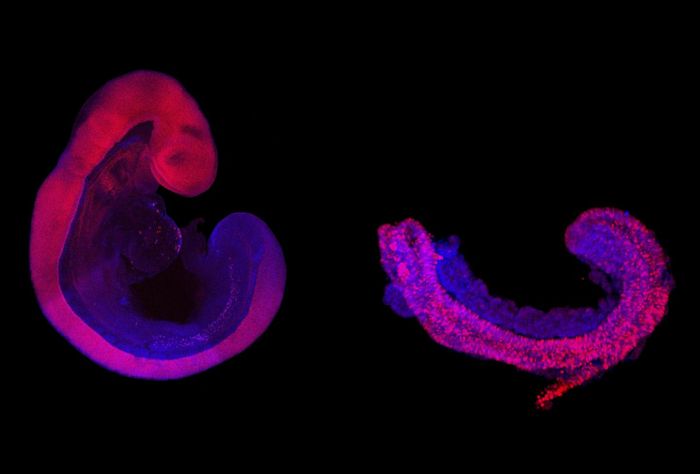 A 9-day-old mouse embryo grown in the womb (left) and a synthetic Trunk-Like-Structure (right). The neural tube (pink) gives rise to the spinal cord. All other tissues (blue) including the somites. / Credit: Jesse Veenvliet, Adriano Bolondi - MPI f. Mol. Genet.