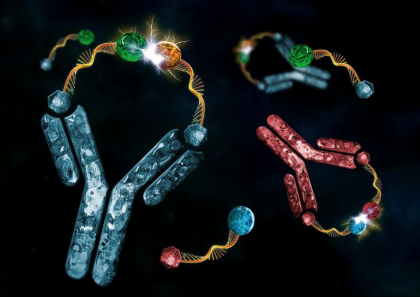 Artistic representation of two antibodies triggering two chemical reactions. / Credit: Illustration by Oscar Melendre Hoyos