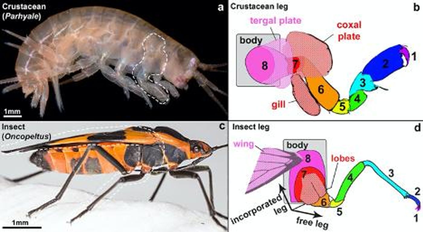 nsects incorporated two ancestral crustacean leg segments (labeled 7 in red and 8 in pink) into the body wall. The lobe on leg segment 8 later formed the wing in insects, while this corresponding structure in crustaceans forms the tergal plate. / Credit  Heather Bruce