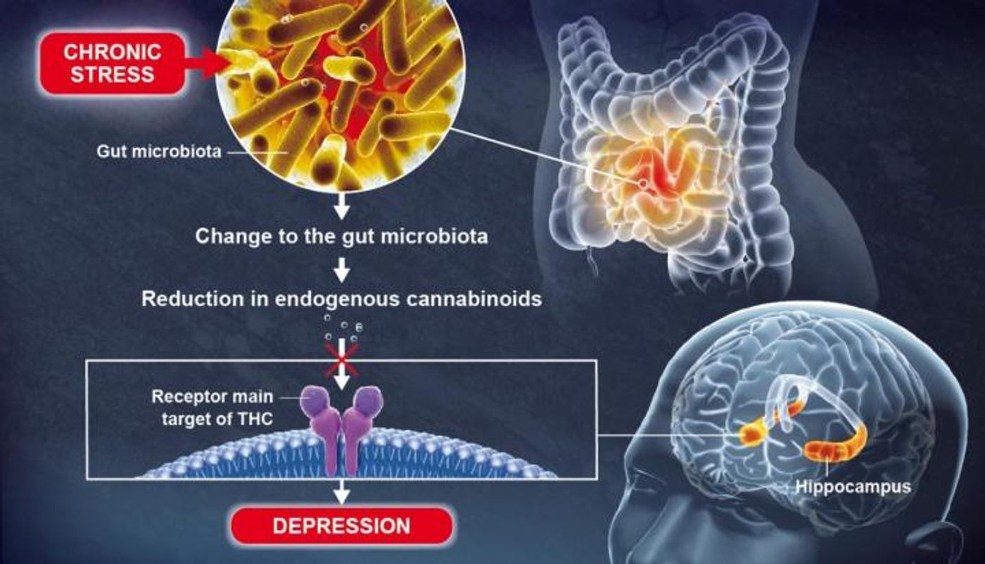 Gut microbiota plays a role in brain function and mood regulation / Credit  (copyright) Institut Pasteur / Pascal Marseaud