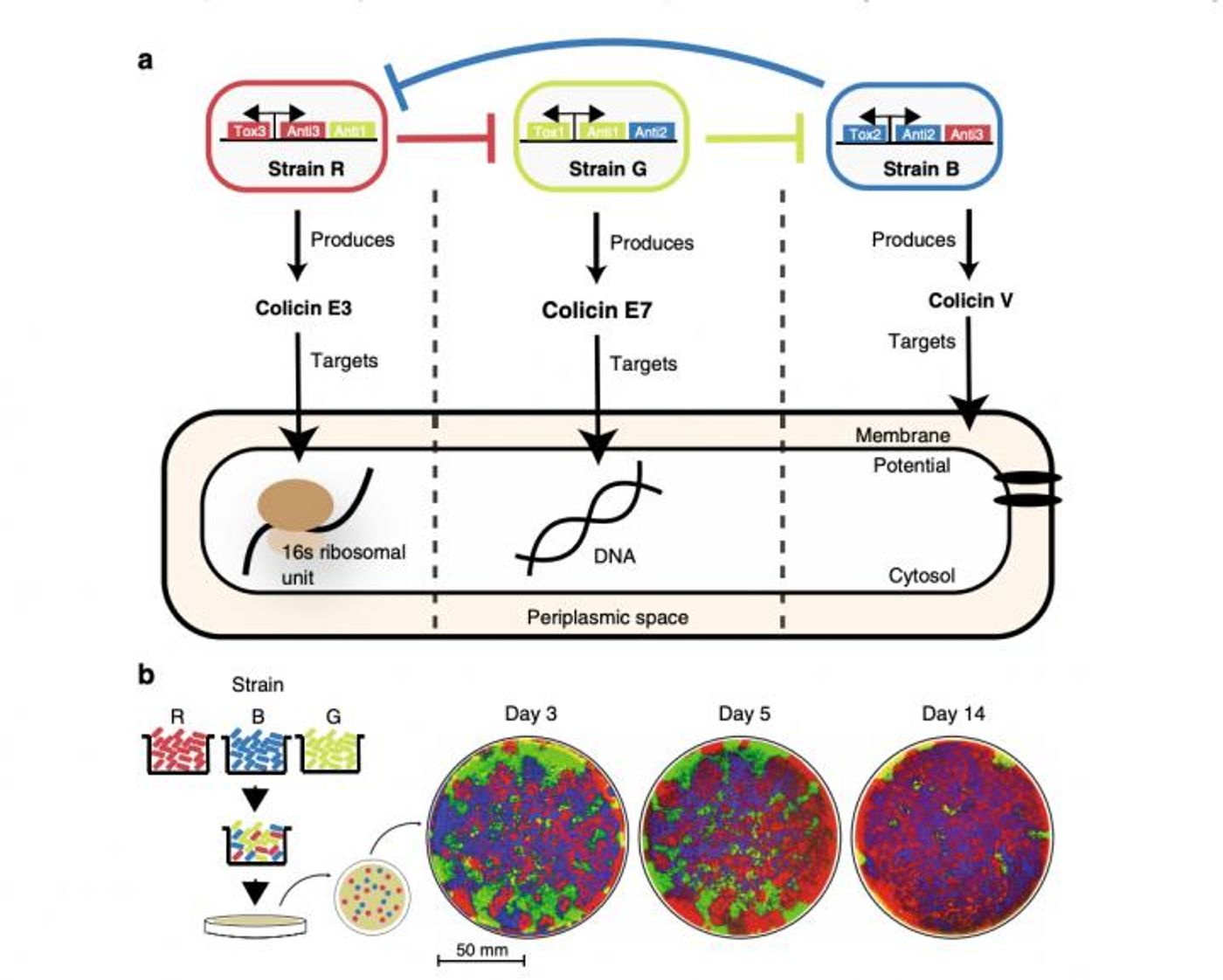 Diagram of engineered strains including one toxin and two immunity genes. Each toxin targets a different essential biological component of E. coli cells. / Credit  BioCircuits Institute/UC San Diego